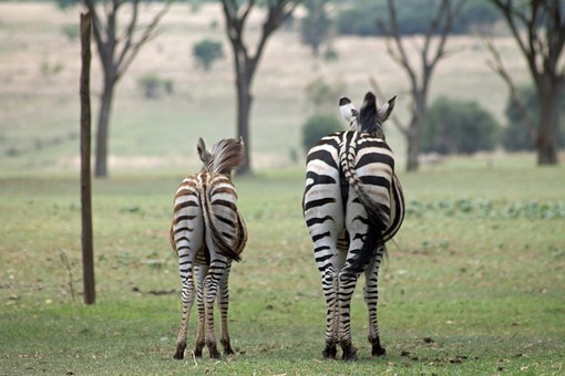 Air News On, Airlines,Tourists Flights,Scheduled Flights Out/Into Kenya/East Africa /Africa and Worldwide