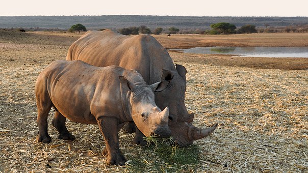 Best Picnic Spots in South Africa by:Amelia Stenson