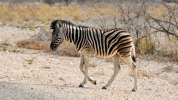 Highlights Of South Africa's Garden Route