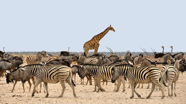 Sumptuous African Holidays In Malawi!!