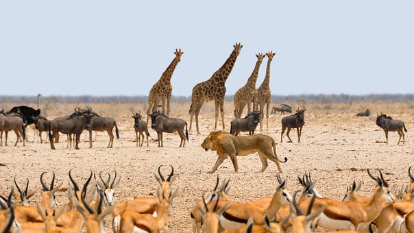 Wild West Africa - Journey to Extreme Northern Cameroon