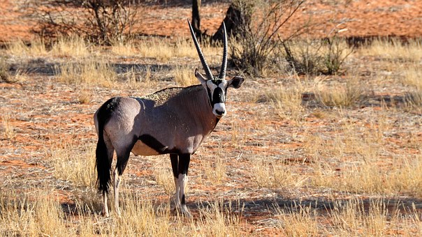 Mpumalanga And Kruger National Park Safari Travel