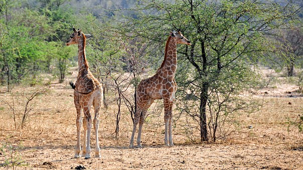 Visiting Malawi - What To Take pleasure In On Holiday