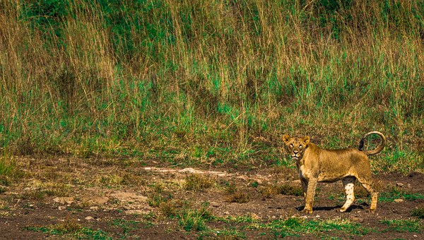 Take A Trip To The Wild Side: Kenya Is Known For Its Untamed Natural Wonders