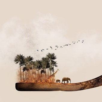 The Trading Of Live Sheep From Australia