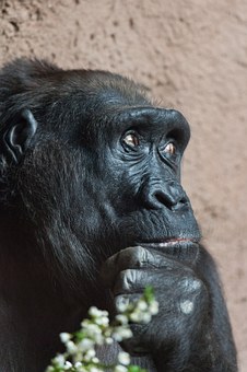 Botswana, a Unique country of Exceptional Travel Experiences