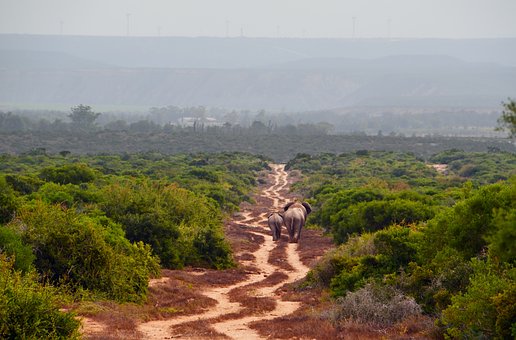 Travelling With Cubs When On Holiday