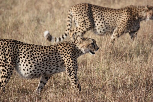 Voluntourism in Africa: a word of caution