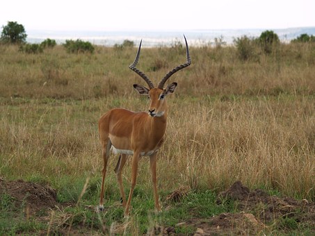 Traveling To South Africa Is An Enchanting Experience