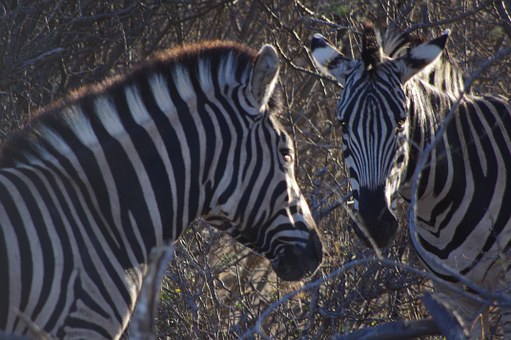 Why South Africa makes a great Honeymoon