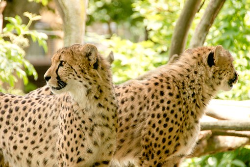 Tourist Charter Flights Kenya To/From National Parks & Reserves