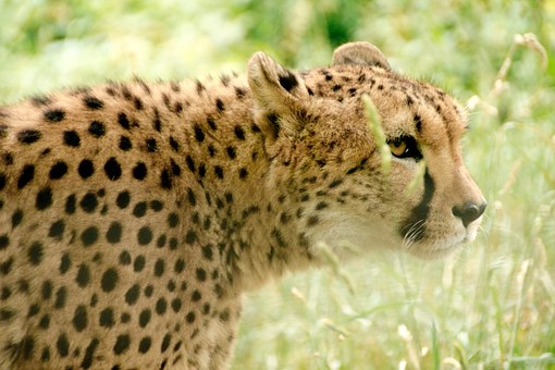Hausa Folklore - tales from West Africa