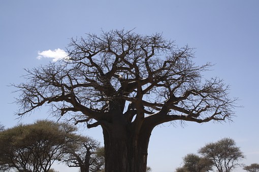 Safari Holidays In Africa - Shake Hands While Using The Lion!