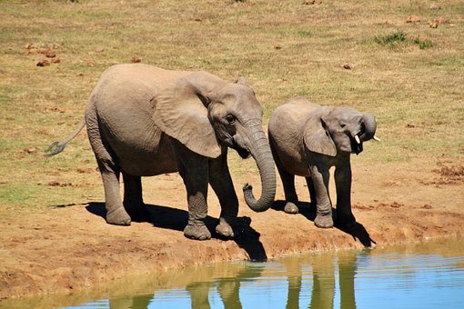 Enjoying A Great Trip To Kruger National Park