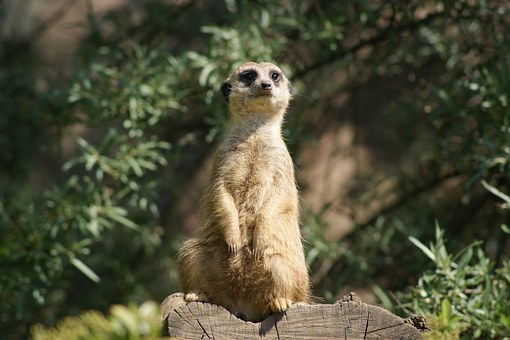 Kenyan safari travel tips by:Jack Jones