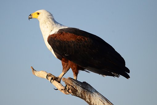 Top rated Guidelines For Fishing in South Africa