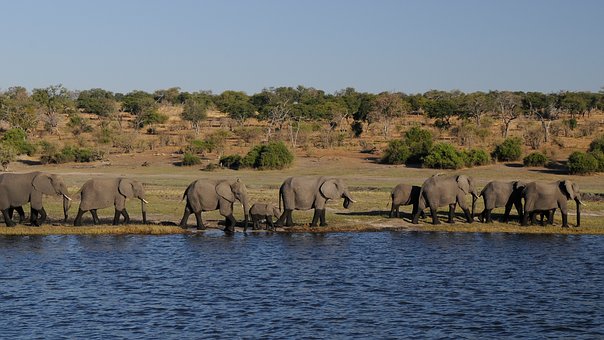 Africa dreaming