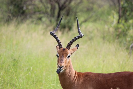 Tour To East Africa Major Wildlife Destinations,Maasai Mara,Serengeti,Ngorongoro,Aberdares,Kilimanjaro by Flights