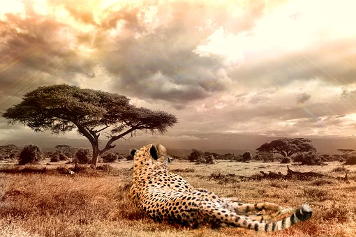 Wild West Africa - Journey to Extreme Northern Cameroon