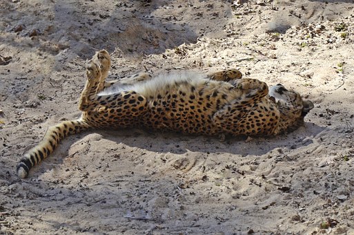 Mpumalanga And Kruger National Park Safari Travel