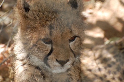 Most Wonderful Place To Travel At Safari Tanzania
