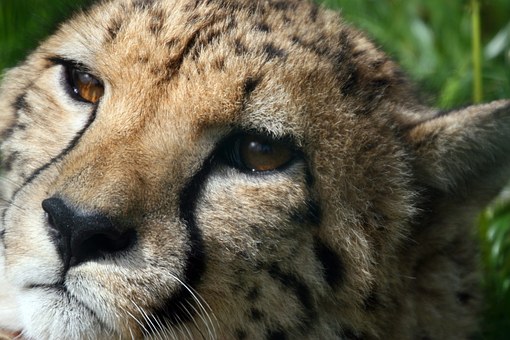Wildlife & Nature Holiday