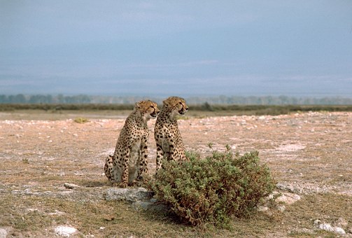 Take A Trip To The Wild Side: Kenya Is Known For Its Untamed Natural Wonders