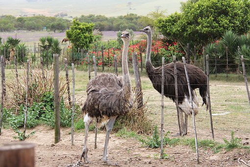 Wild Rendezvous In South Africa