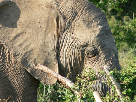 An African Journey With The Big Five