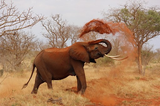 Kenya Budget Tours - These Is What You Are Bound To Experience