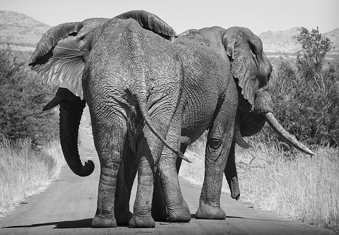 Walk On The Wild Side In Africa