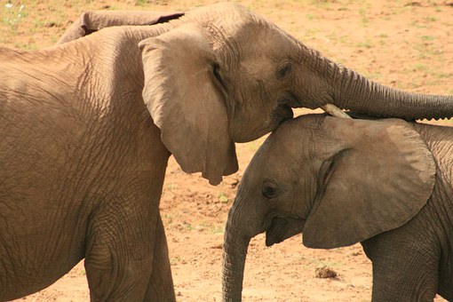Zambia – the Best of African Wildlife
