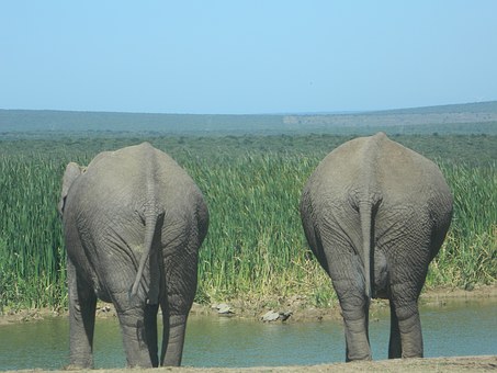 Kenyan safari travel tips by:Jack Jones