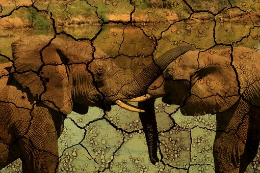 Time for some seriously good news from Africa!