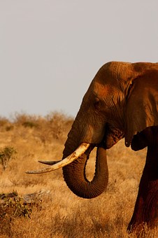 An Ultimate Trip Guide To Kenya