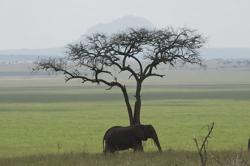 Exhilarating Must-Do Trips For the Adventurous Traveler!