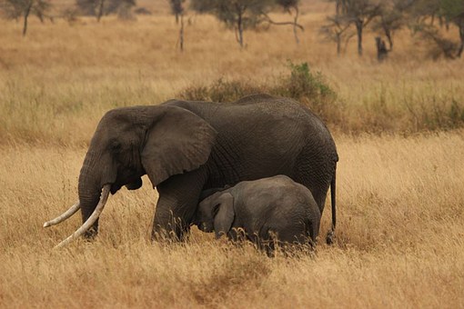 Orphans In Africa Need More Help Than Ever