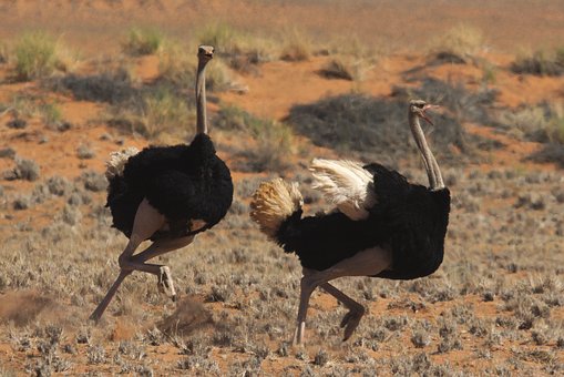 Tour To East Africa Major Wildlife Destinations,Maasai Mara,Serengeti,Ngorongoro,Aberdares,Kilimanjaro by Flights
