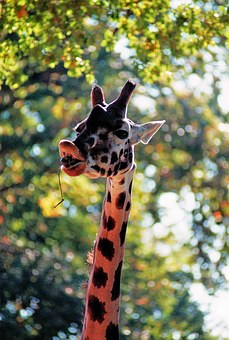 Volunteering In Africa
