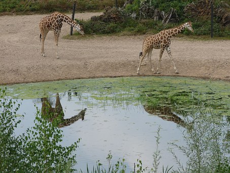 Cheap Budget Safari Holiday To Kenya Information