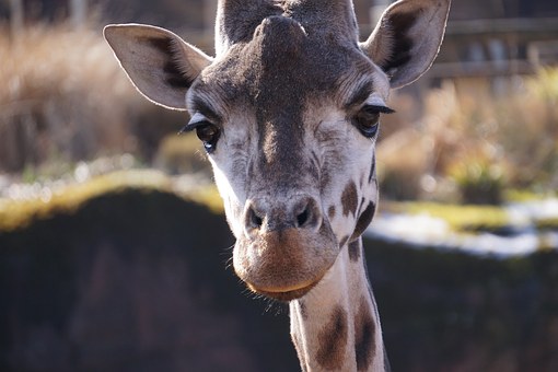 Mpumalanga And Kruger National Park Safari Travel
