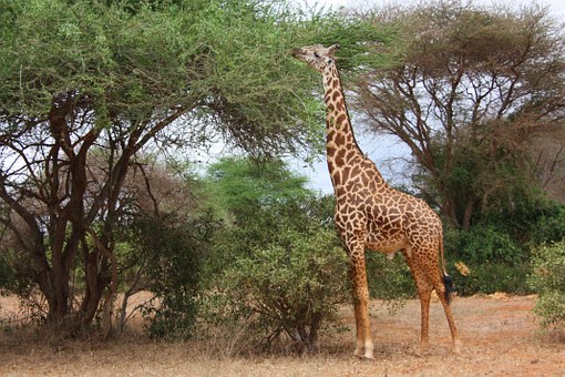 Familiarisation Trips to Africa (or Fam Trips as we call them)