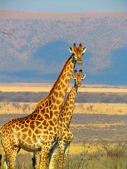 African Time, The African Problem