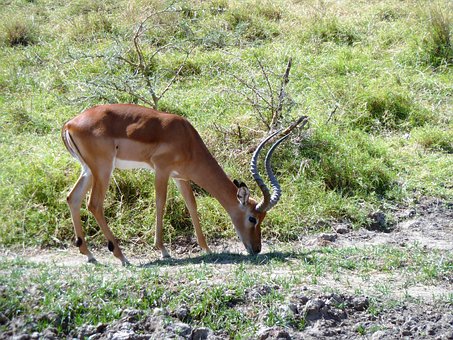 Wild Rendezvous In South Africa