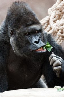 Gorilla Trek In Africa