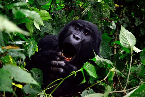 Check Out Fantastic Packages On Accommodations Trip Plans Gastronomic Treats And Flights Through Eco
