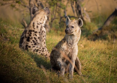 Walk On The Wild Side In Africa