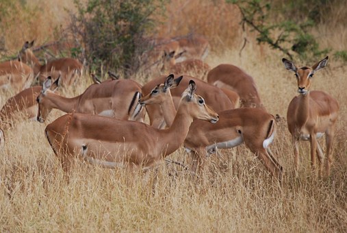 Grand Mother Died After Being Hit By Zebra While On Kenya Safari