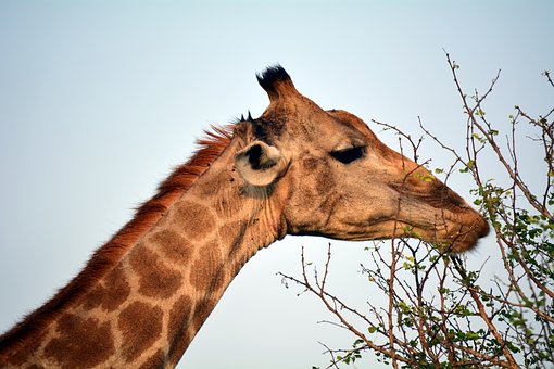 First Car Rental Kruger National Park Travel Guide