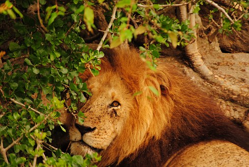 The Dangerous Heart Of Africa